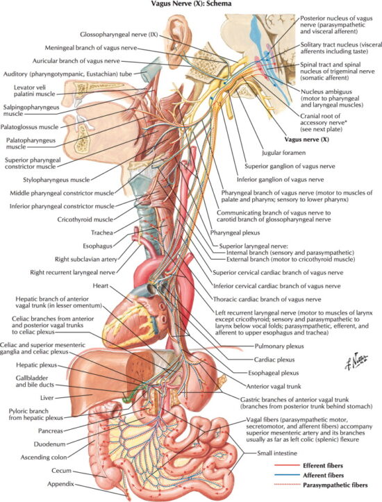 https-www-atlantainjurylawblog-com-files-2025-01-vagus-nerve-anatomy-jpg