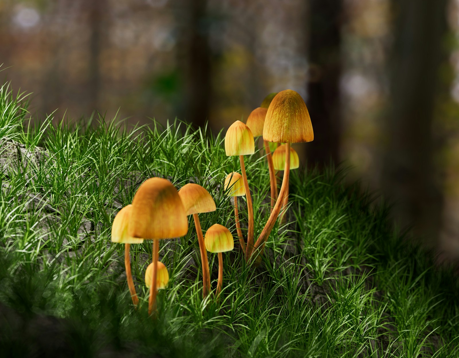 Psilocybin Mushrooms in a forest