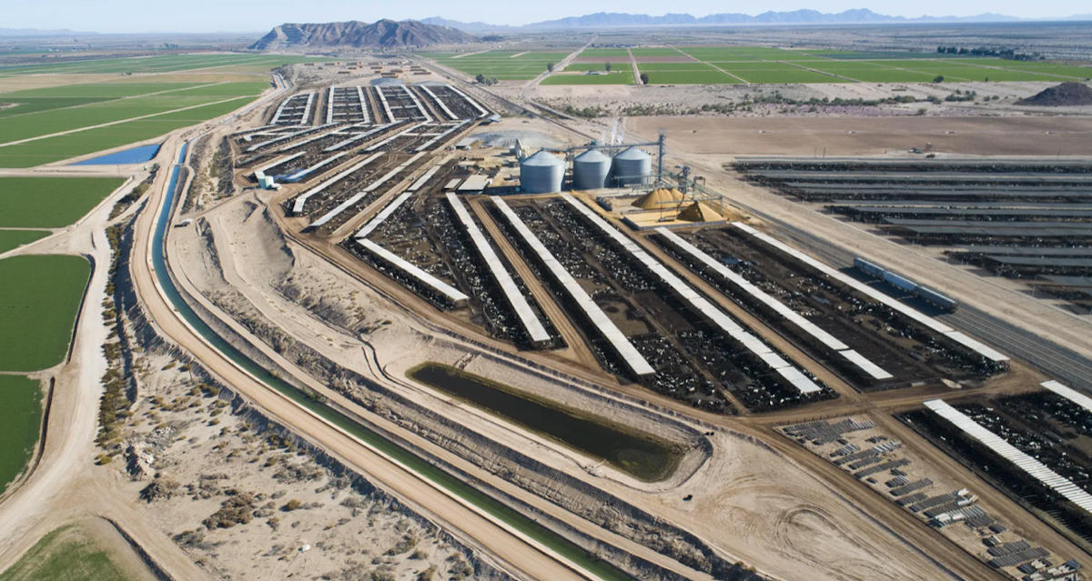 feedlot irrigation canal romaine fields