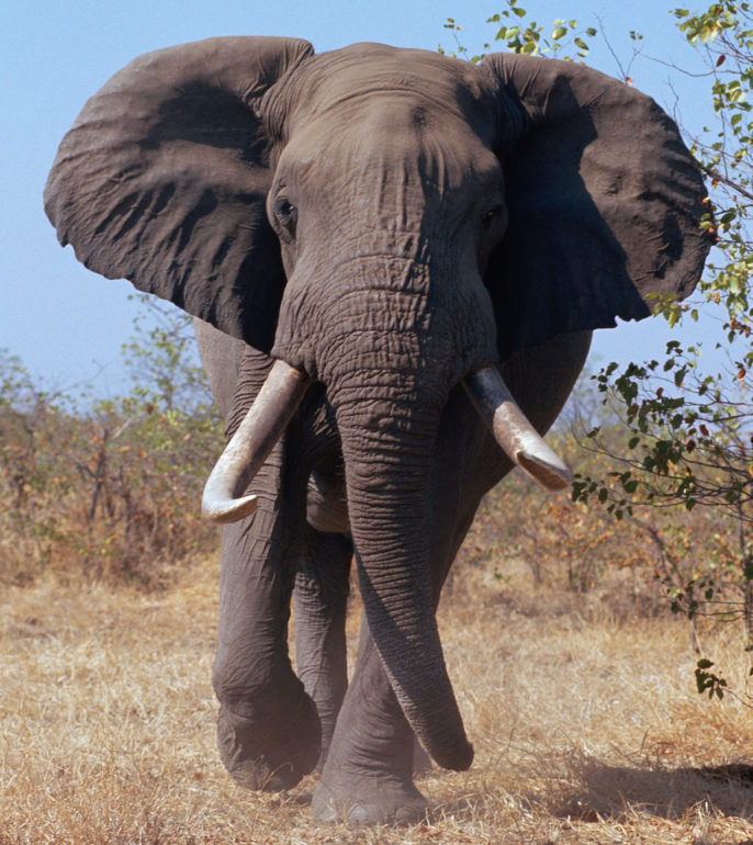 Charging Elephant