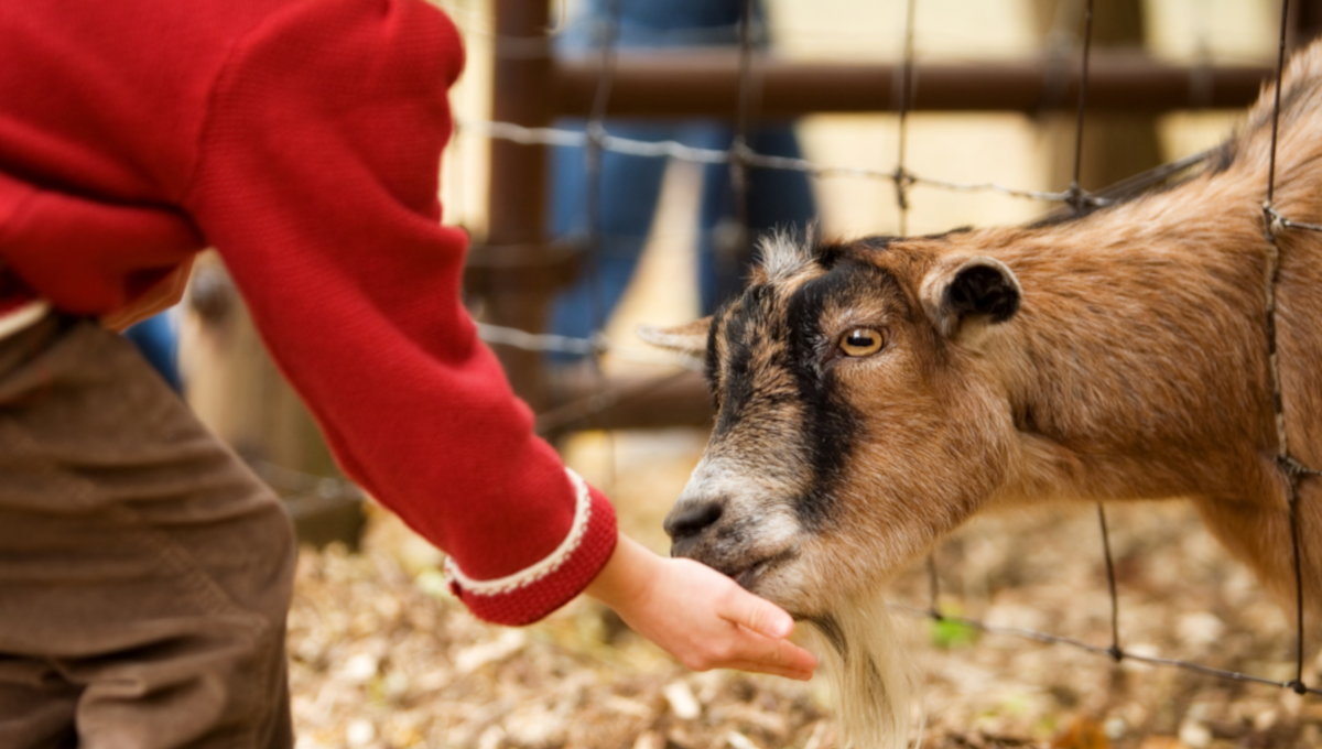 Petting Zoo
