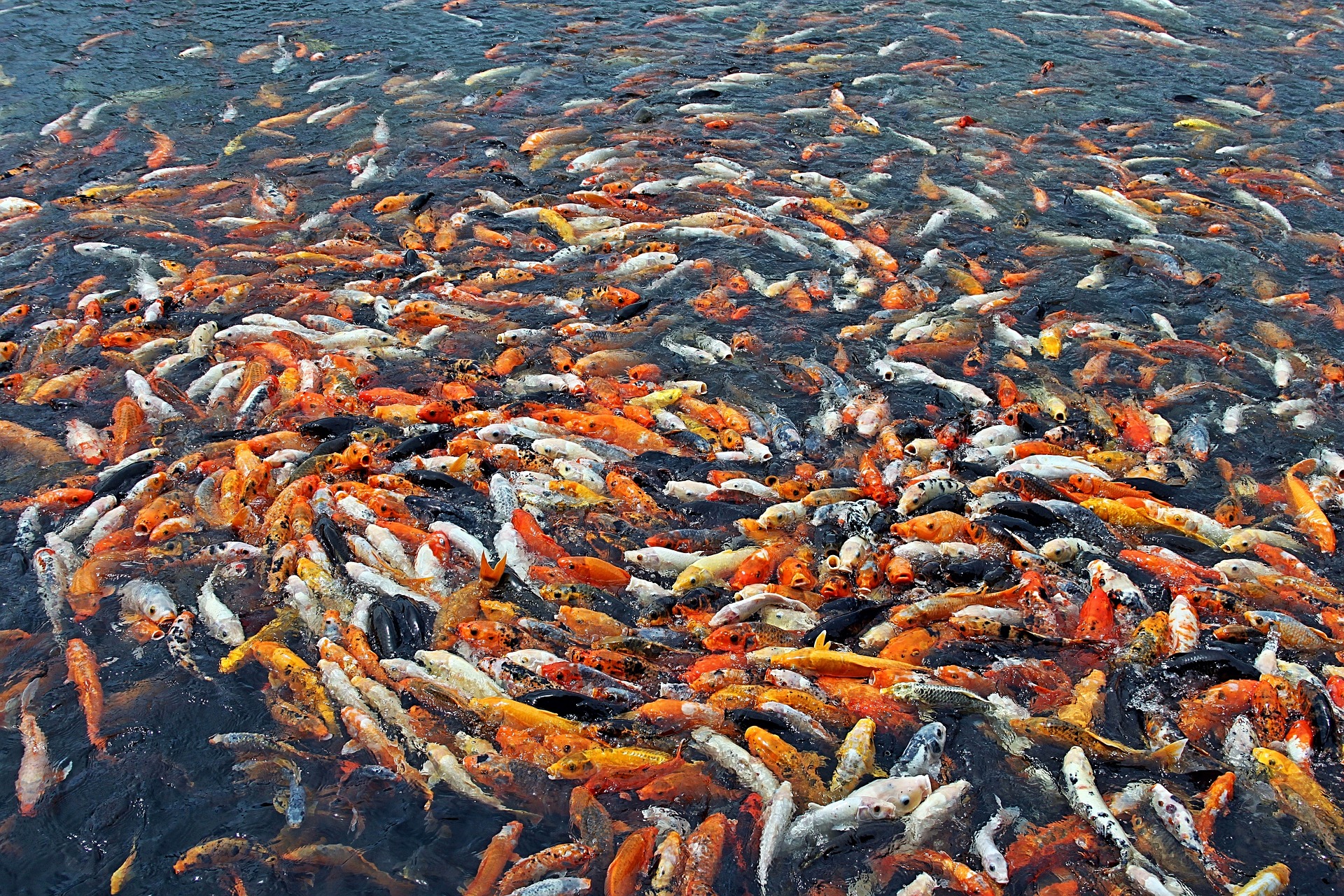 fishes-2736269_1920