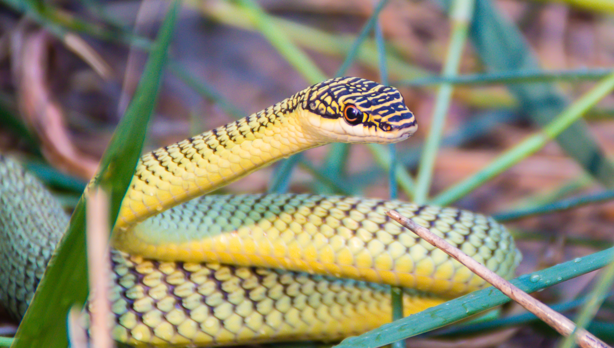 golden tree snake