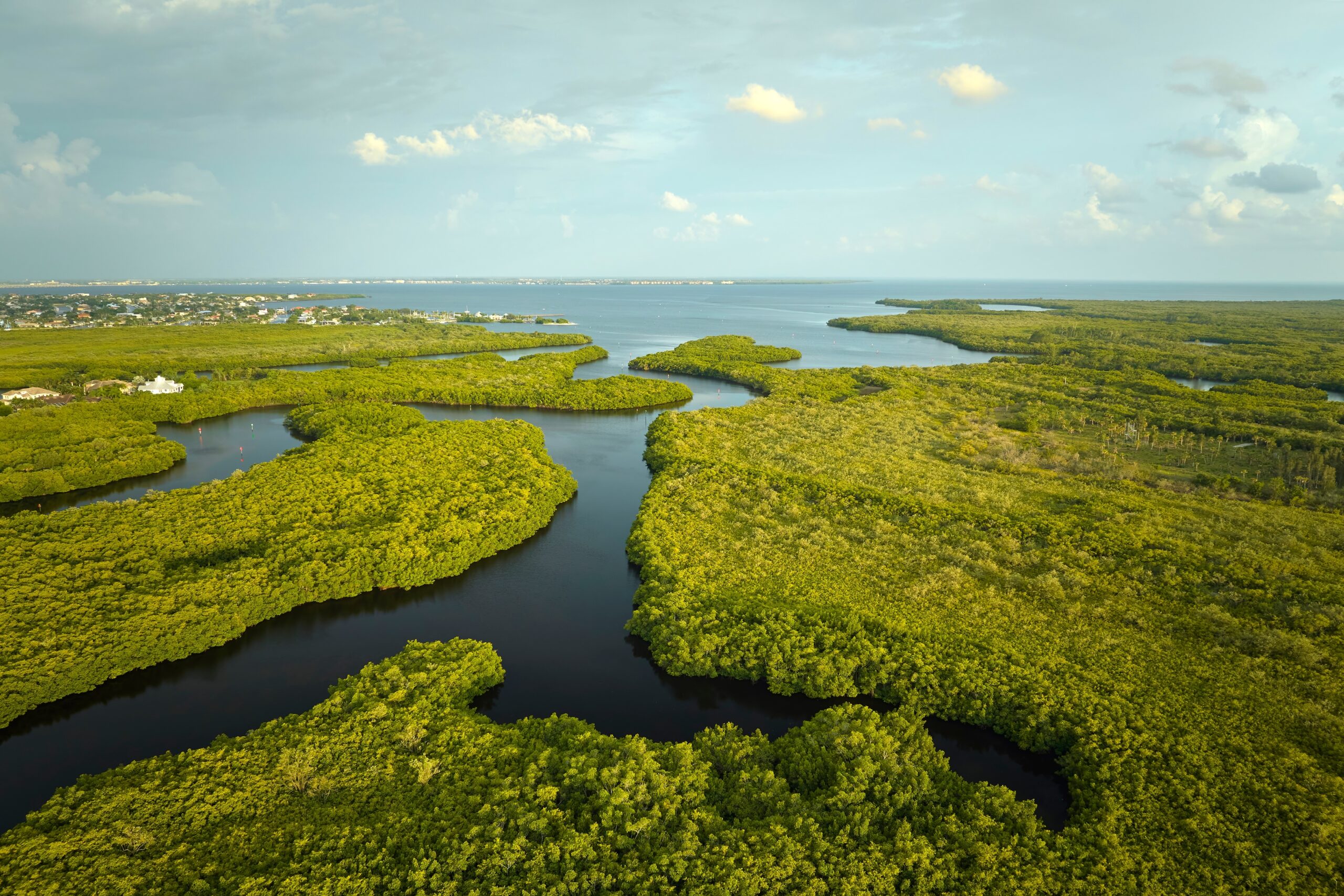 Overhead,View,Of,Everglades,Swamp,With,Green,Vegetation,Between,Water