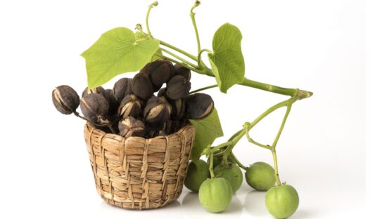 dreamstime_tuba tuba Jatropha curcas