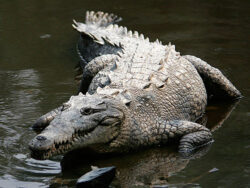 https-www-discourse-net-site-wp-content-uploads-2025-05-500px-crocodylus_acutus_mexico_02-edit1-250x188-jpg