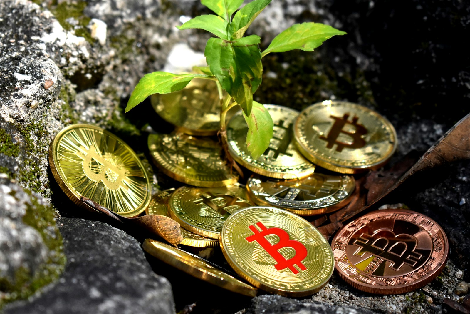 A pile of Bitcoins covers the base of a sapling.