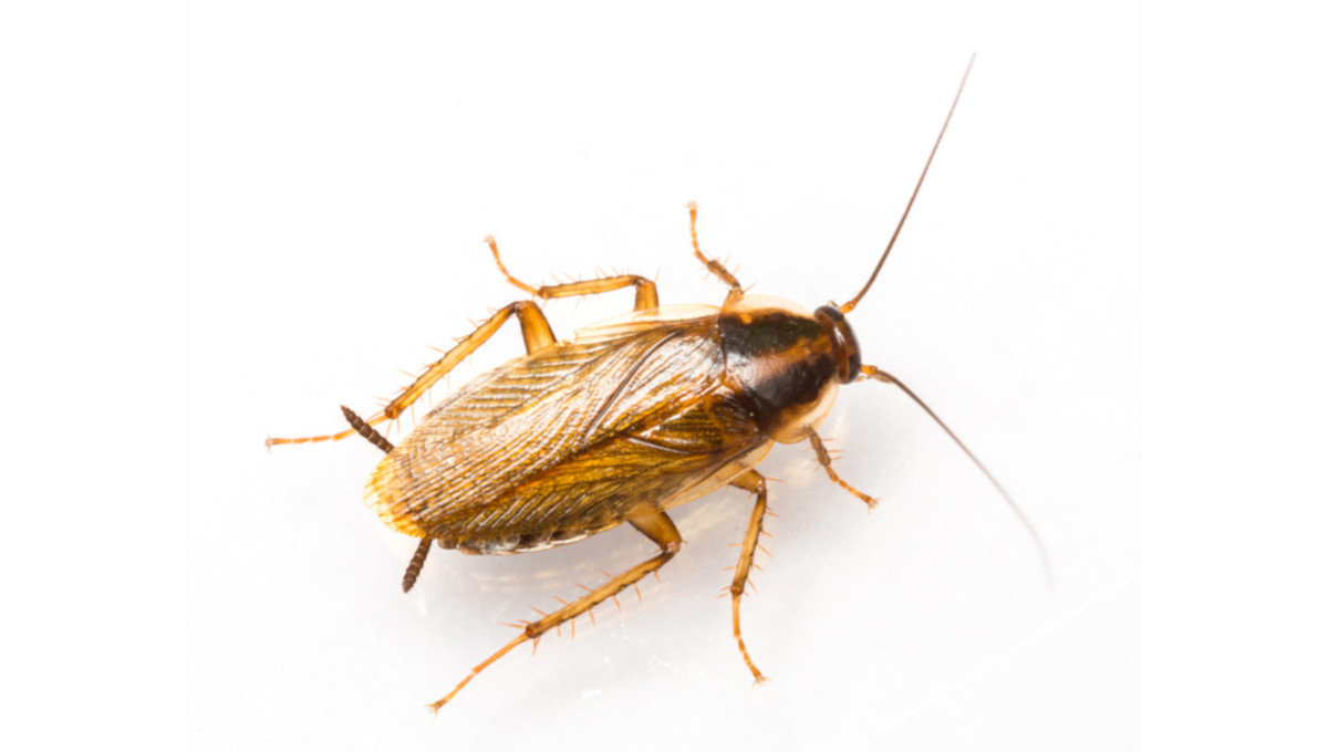 Cockroach