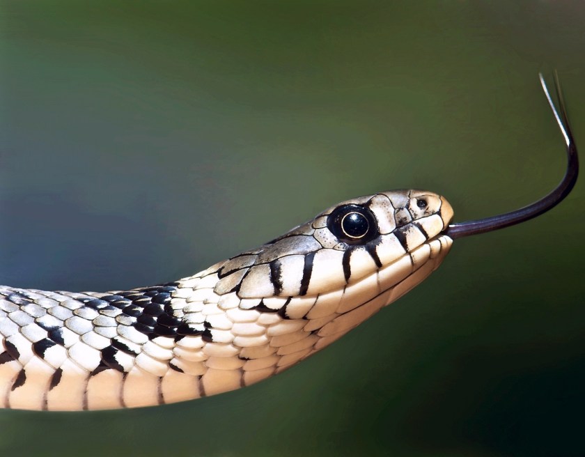 European grass snake photograph illustrating copyright infringement article by Cokato Minnesota attorney Thomas James