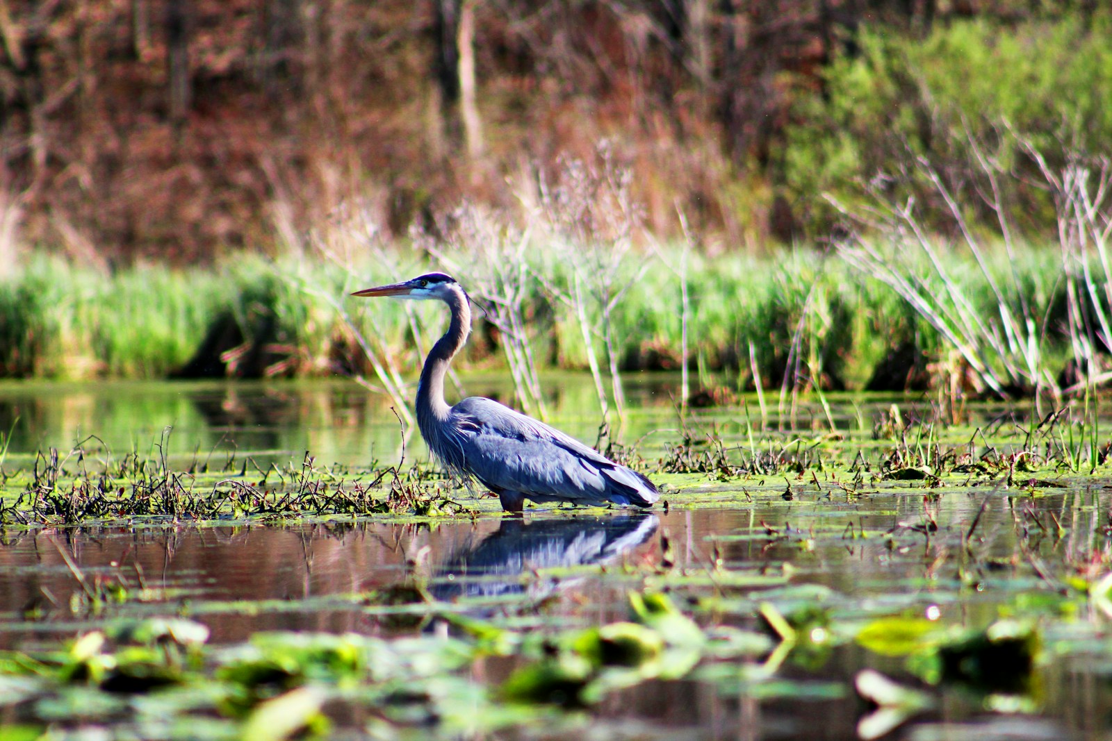 Great Blue Heron