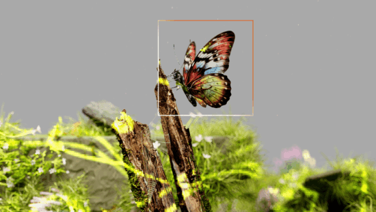 https-images-squarespace-cdn-com-content-v1-555d82b5e4b03ac80594b4f5-274467d7-e509-4573-837c-2022629c052c-nidiadias-googledeepmindaiforbiodiversity-1280x720-pngformat1000w