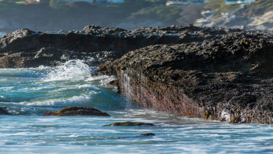 Oysters and Barnacles on the California Coast