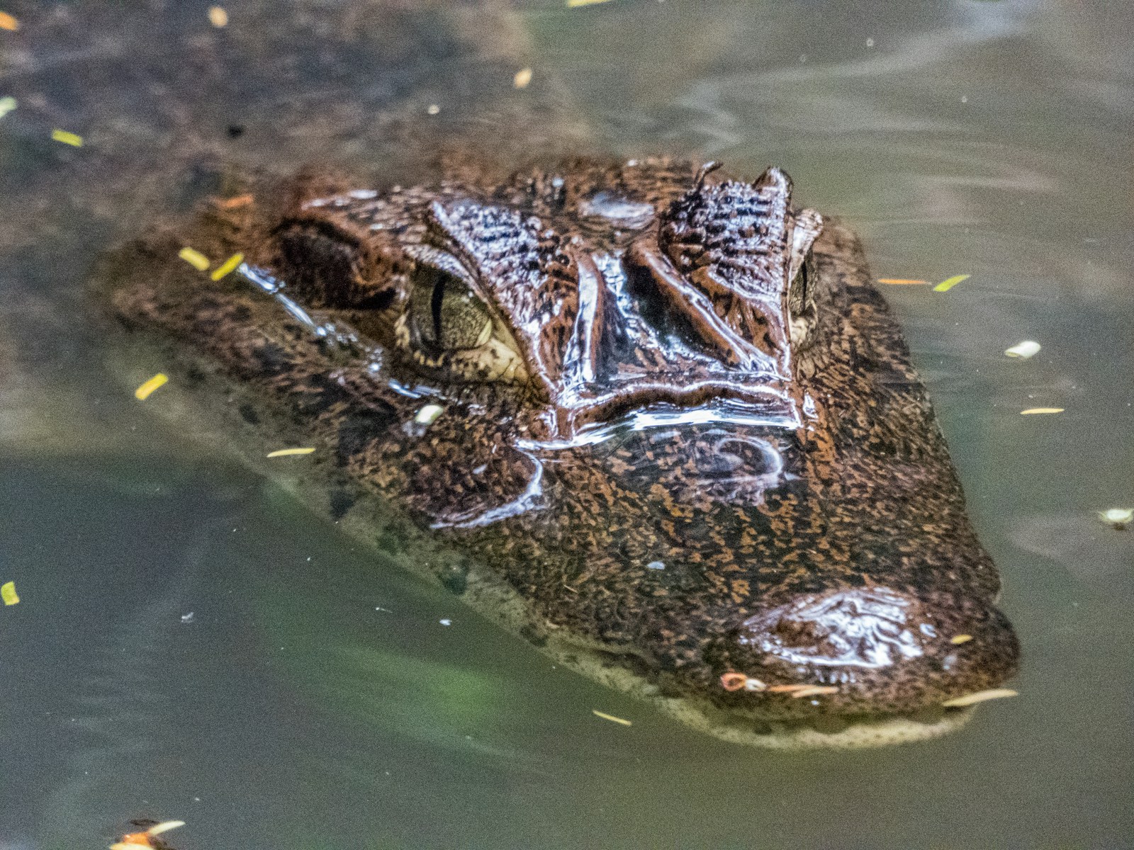 Costa Rica 2018