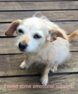 sad looking dog with caption "I need some emotional support."