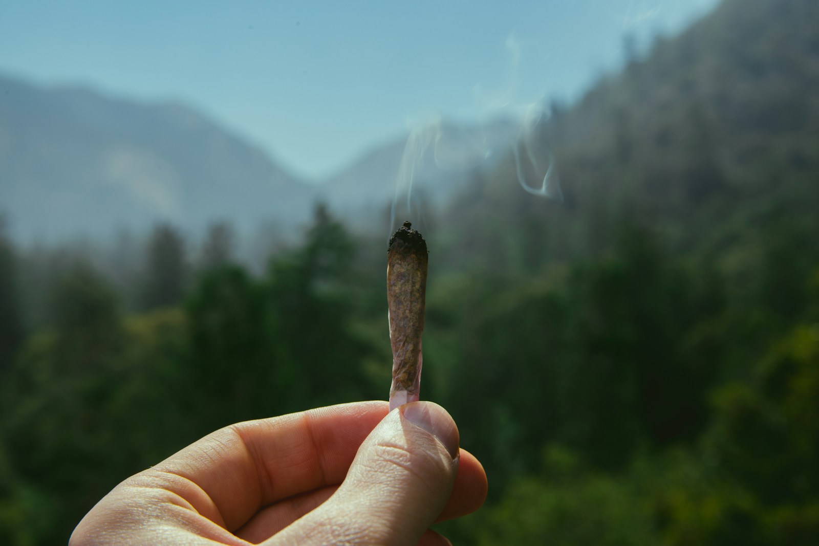 The only good kind of forest fire