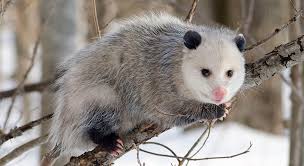 possum