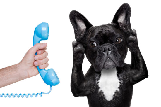 A black dog covering it's ears with a blue phone by his ear