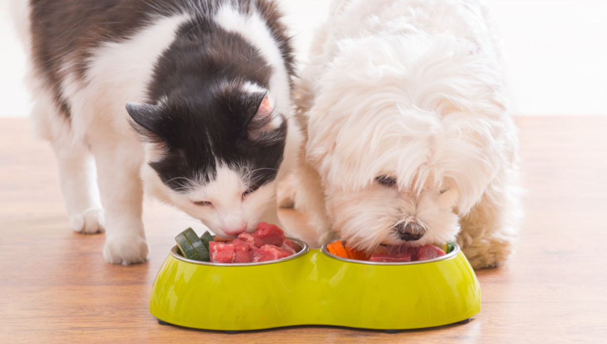pet food
