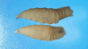 https-www-wormsandgermsblog-com-files-2025-10-nws-two-whole-larvae-300x169-png