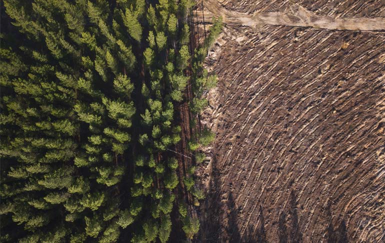 deforestation-from-above