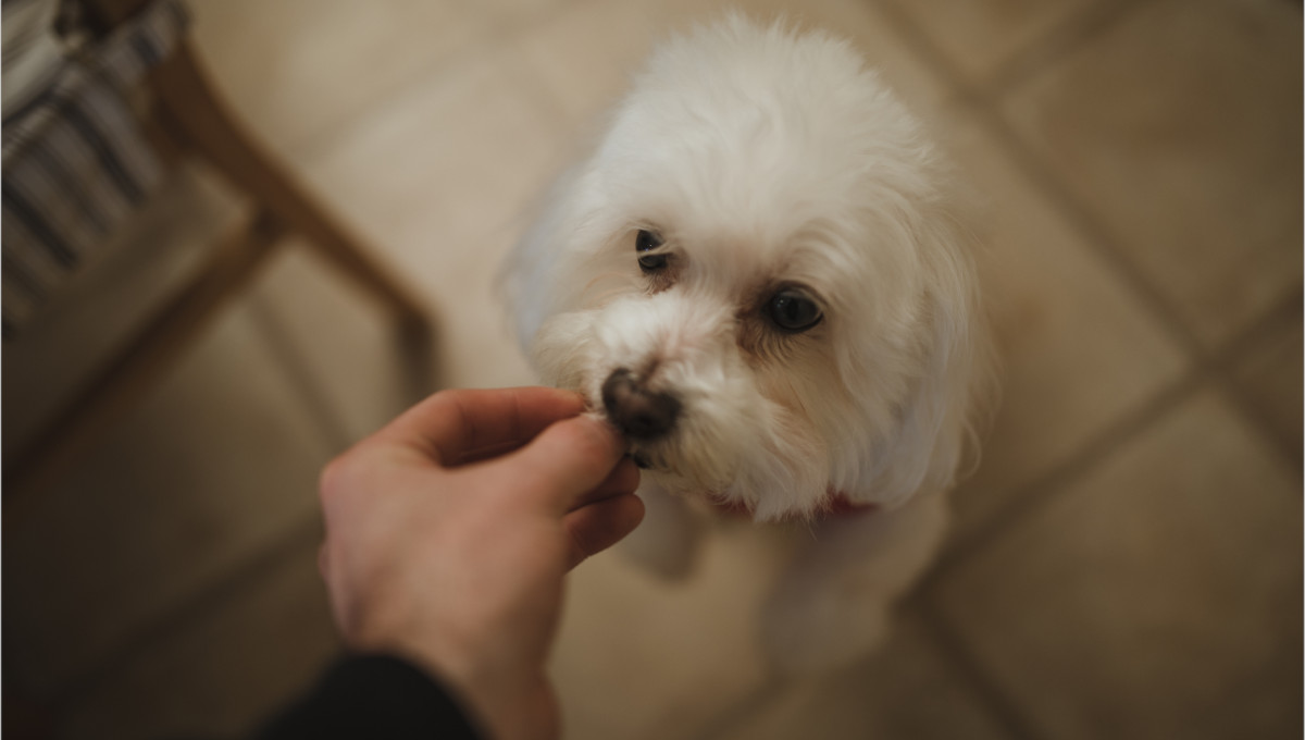 dog treats