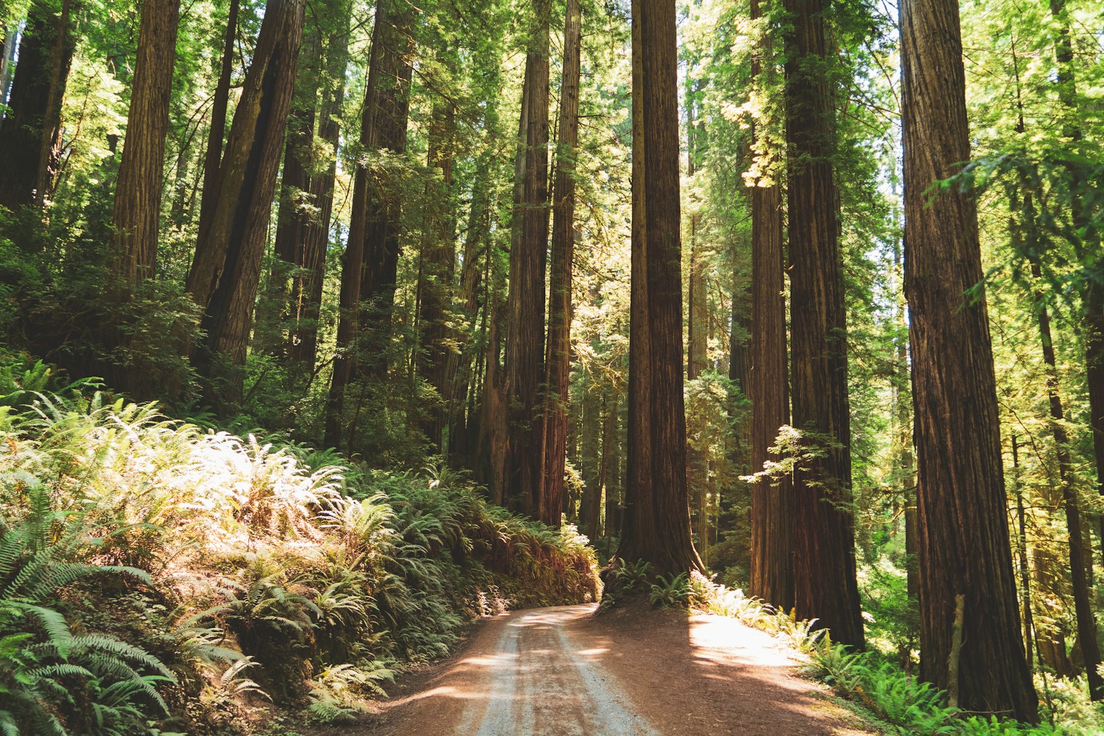 As someone who loves nature, I feel obligated to make high quality photos of natural wonders freely available so others can see how these places are worth protecting. Here's the last shot from my series on Redwood giants in Northern California.