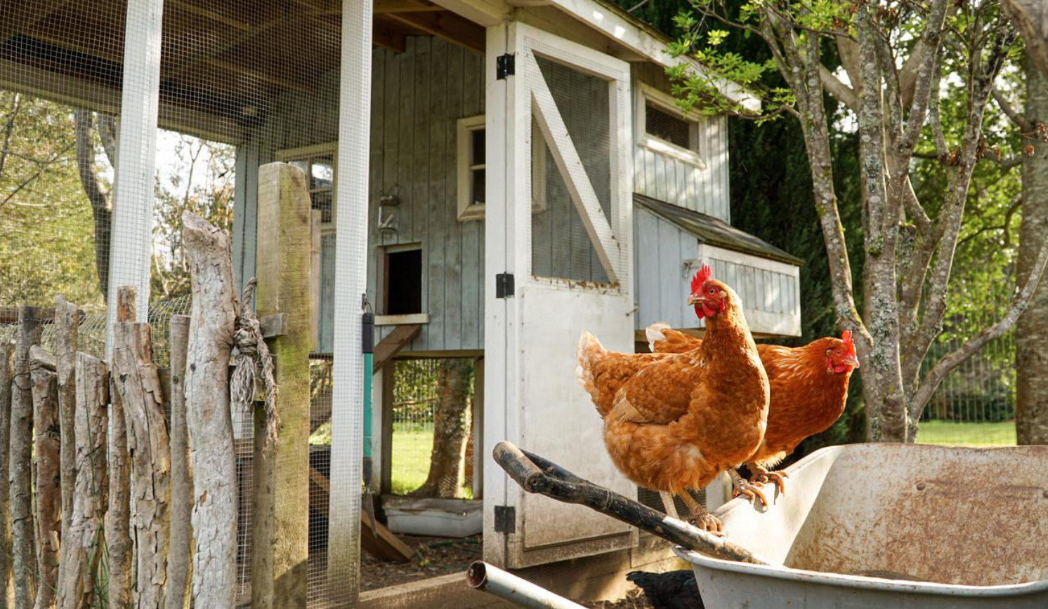 backyard flock chickens