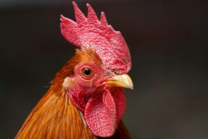 https-www-wormsandgermsblog-com-files-2025-11-caruzo-the-cock-1762993817-11926-8580-lxb_photoqgqe9y9v2qilxb_photo-300x200-jpg