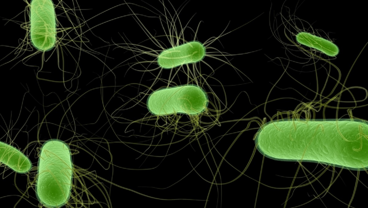 dreamstime_e. coli hus stec pathogen