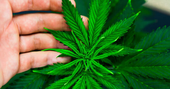 https-www-wislawnow-com-files-2025-11-hemp-marijuana-1200x630-1-jpg