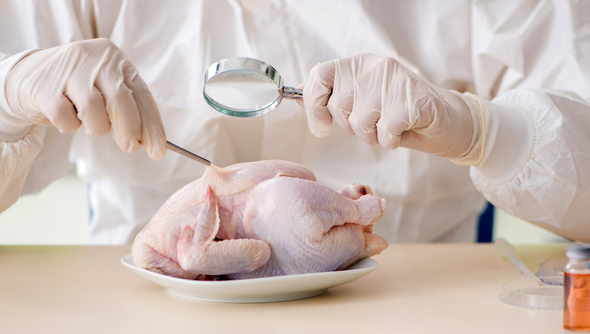 poultry chicken testing