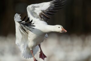 https-www-wormsandgermsblog-com-files-2025-12-a-snow-goose-coming-in-1766332217-12041-1420-lxb_photozvmyymjpjfglxb_photo-300x200-jpg