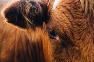 https-www-wormsandgermsblog-com-files-2025-12-brown-cow-macro-1766244147-12029-8073-lxb_photovf5i44ervf0lxb_photo-300x200-jpg