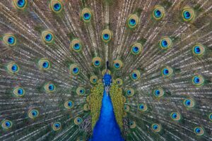 https-www-wormsandgermsblog-com-files-2025-12-showing-off-1764826172-12000-6525-lxb_photo_7s3tos424olxb_photo-300x200-jpg