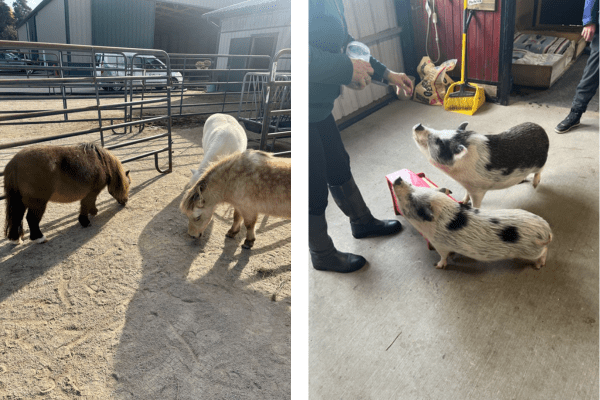 Miniature horses and piano-playing pigs.