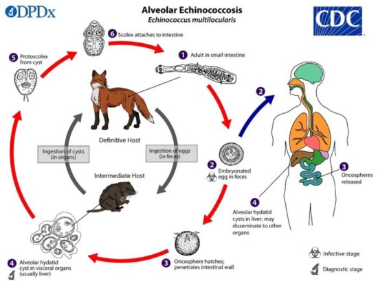 https-www-wormsandgermsblog-com-files-2026-01-echinococcus_multi_lifecycle_19-700x530-jpg