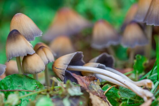 https-petrieflom-law-harvard-edu-wp-content-uploads-2026-01-shutterstock_2580507513-scaled-jpg