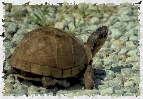 http-www-bankruptcysoapbox-com-wp-content-uploads-2012-08-turtle-over-pebbles-jpg