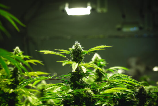 Indoor marijuana plant under grow light