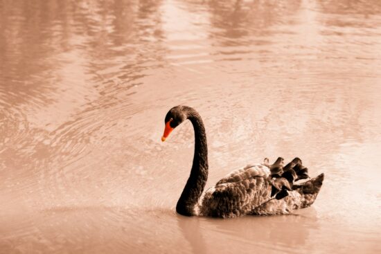 Black Swan