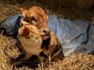 https-www-wormsandgermsblog-com-files-2026-02-jersey-calf-and-barn-cat-1770066217-12109-9561-lxb_photogn5-fzfqkawlxb_photo-300x226-jpg
