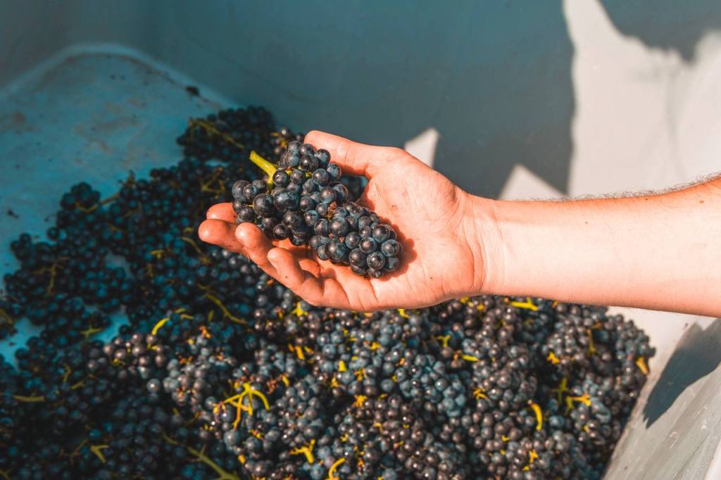 a person holding grapes