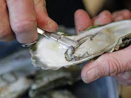 https-www-norovirusblog-com-files-2022-04-oysters-norovirus-jpeg