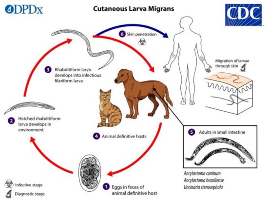 https-www-wormsandgermsblog-com-files-2026-03-clm_lifecycle_19-700x527-jpg