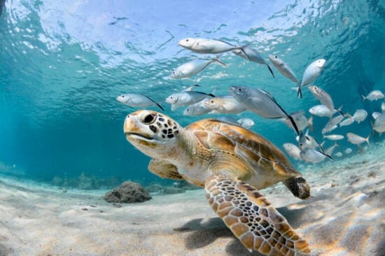 https-insideeulifesciencesredesign-covingtonburlingblogs-com-wp-content-uploads-sites-48-2026-03-turtle_covlibrary-770x513-jpg