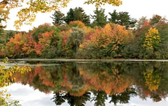 https-www-clf-org-wp-content-uploads-2024-04-detail-mill-pond-shutterstock-800x500-1-jpg