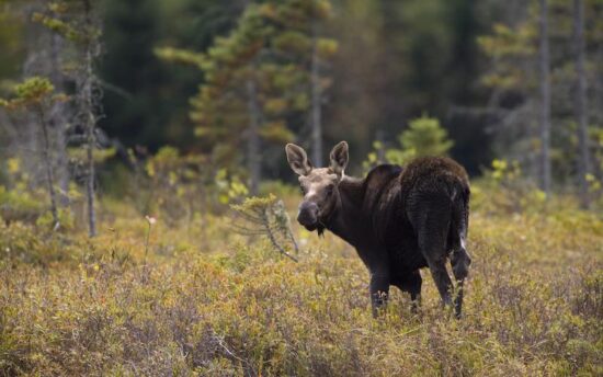 https-www-clf-org-wp-content-uploads-2026-04-detail-young-bull-moose-in-nh-ecophotography-jpg