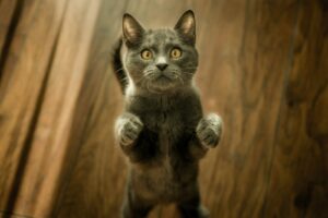 https-www-wormsandgermsblog-com-files-2026-04-my-beautiful-cat-1777163045-12225-4410-lxb_photozbvvurj71vulxb_photo-300x200-jpg