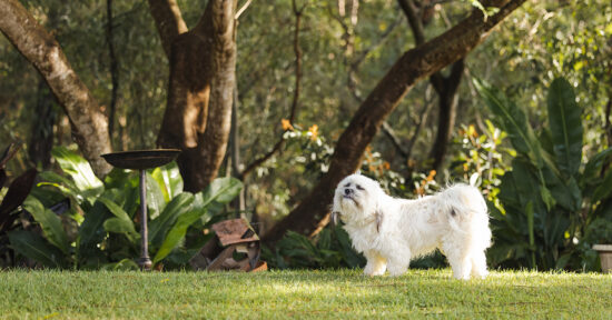 https-www-floridacondohoalawblog-com-wp-content-uploads-2026-04-pets-latin-corner-jpg