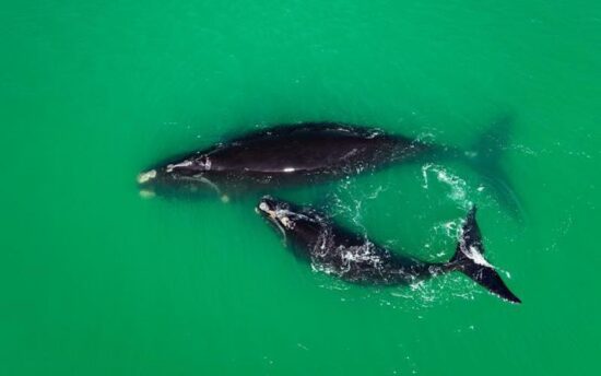 https-www-clf-org-wp-content-uploads-2024-01-detail-right-whale-calf-brian-skerry-jpg
